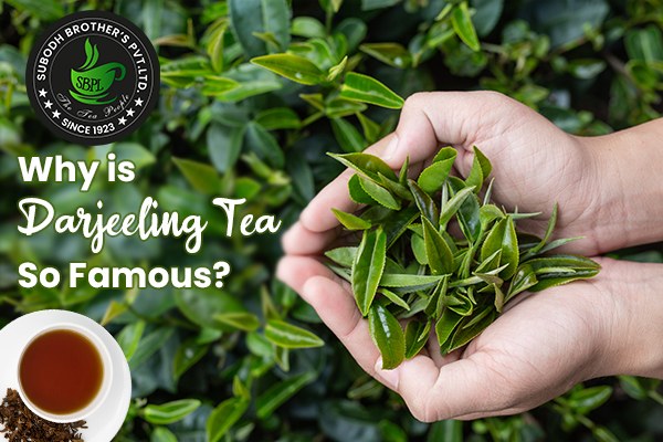 Why is Darjeeling Tea So Famous?
