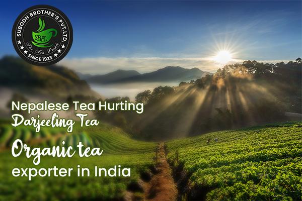 Nepalese Tea Hurting Darjeeling Tea?
